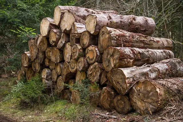 a woodpile is a laying site for slugs
