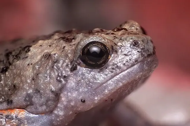 frog-predator-slug-eggs