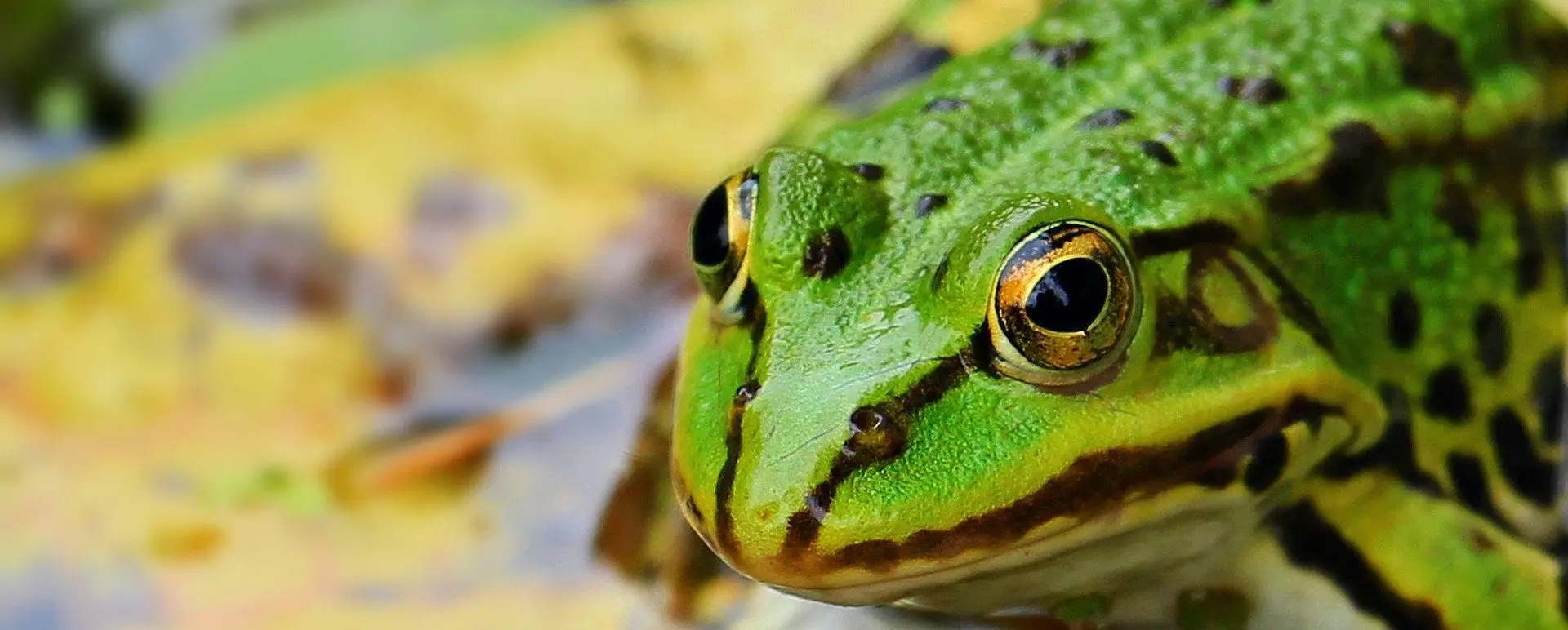 frogs and toads help in the fight against slugs