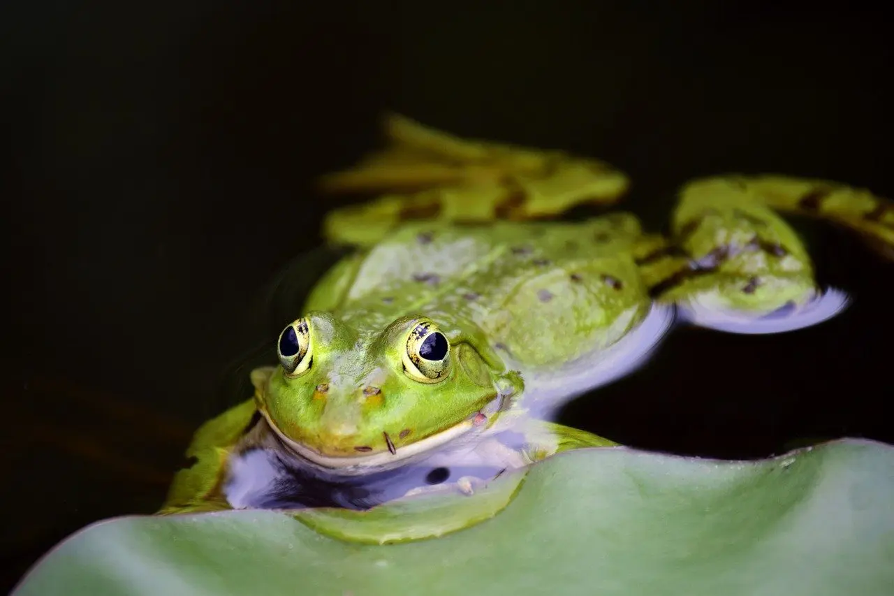 frogs love to eat slugs