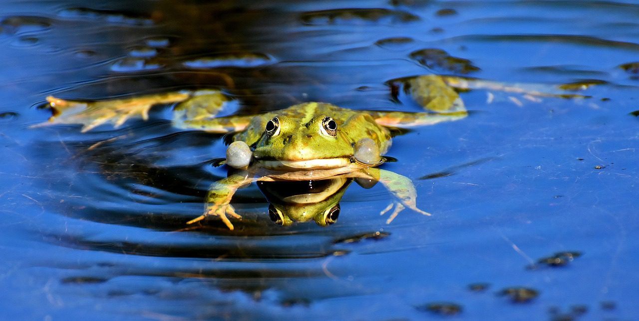 Attracting amphibians to the garden, these predators of slugs