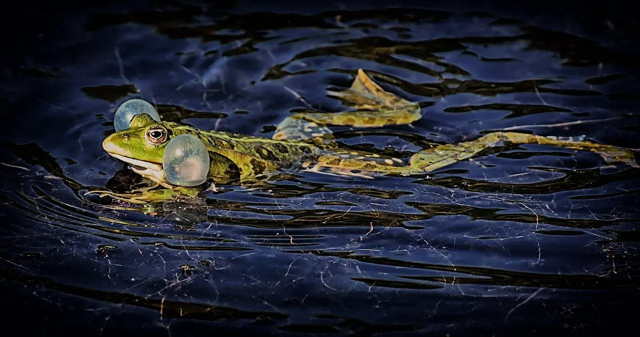 frogs are predators of slugs