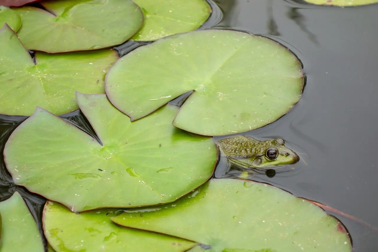 creating a pond to house frogs, in permaculture