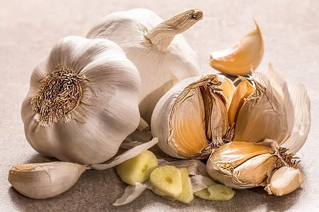 garlic is effective against slugs