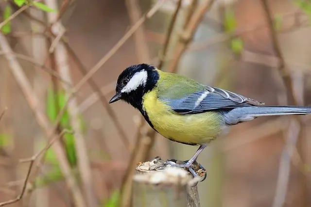 the great tit is a predator of slug eggs