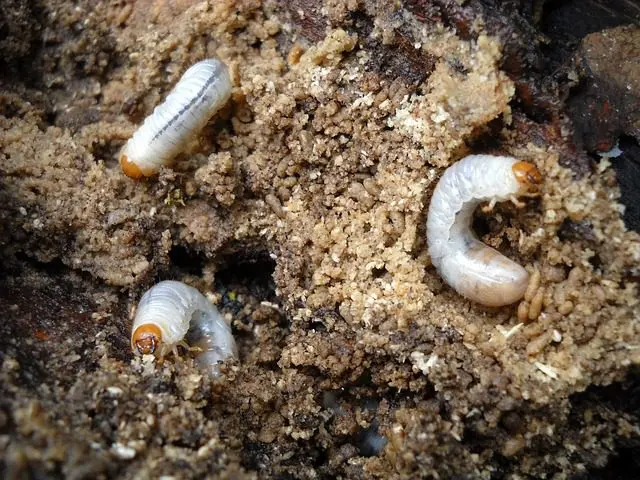 cockchafer grubs hedgehog