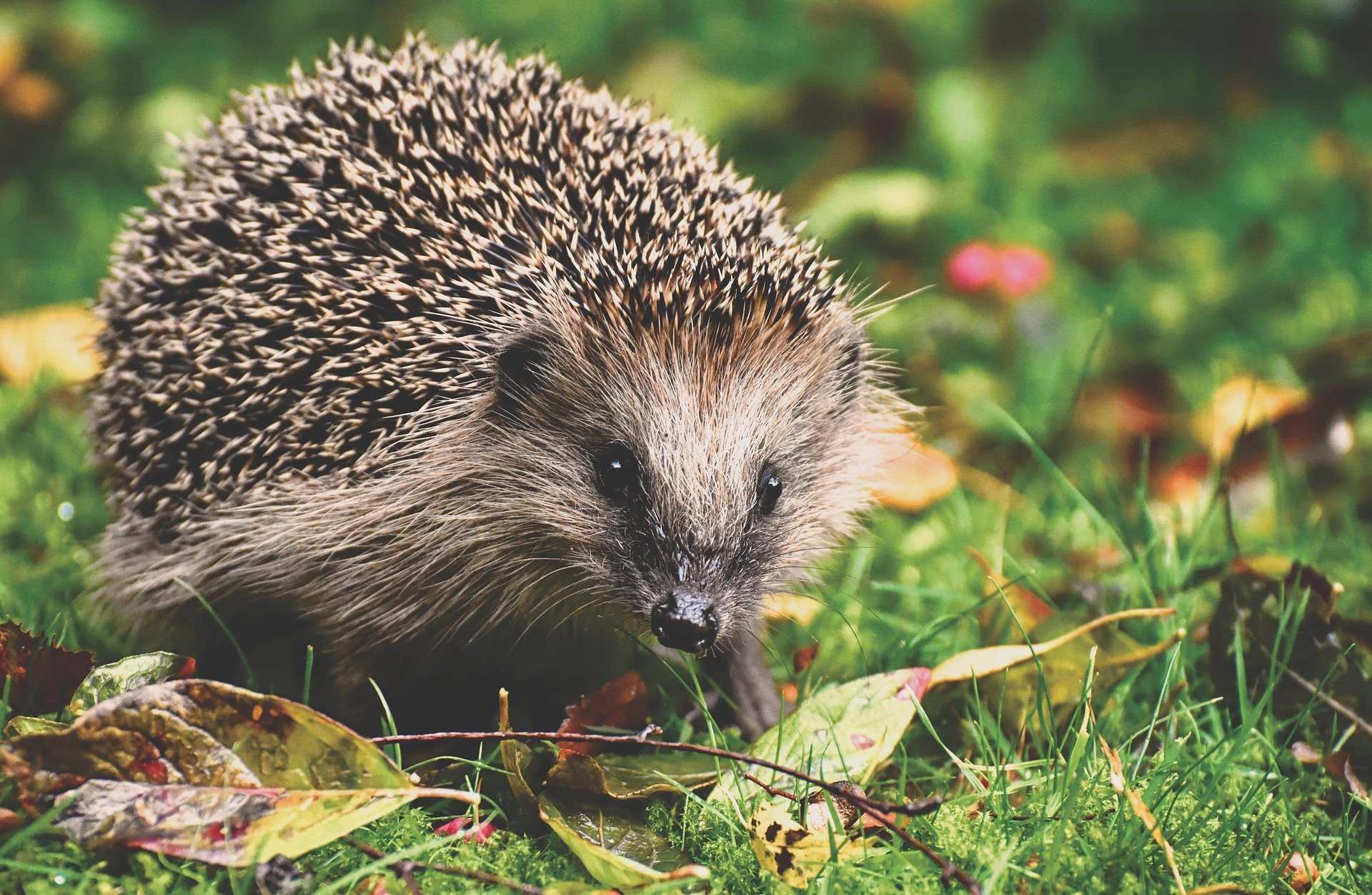 Slug predators: which are they? How to attract them to the garden?