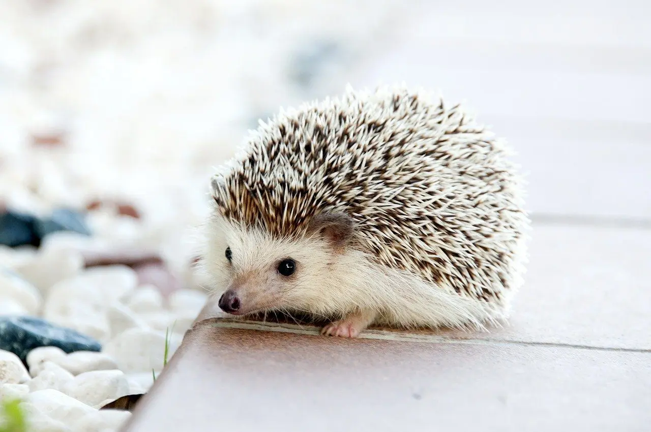 a baby hedgehog, a slug predator