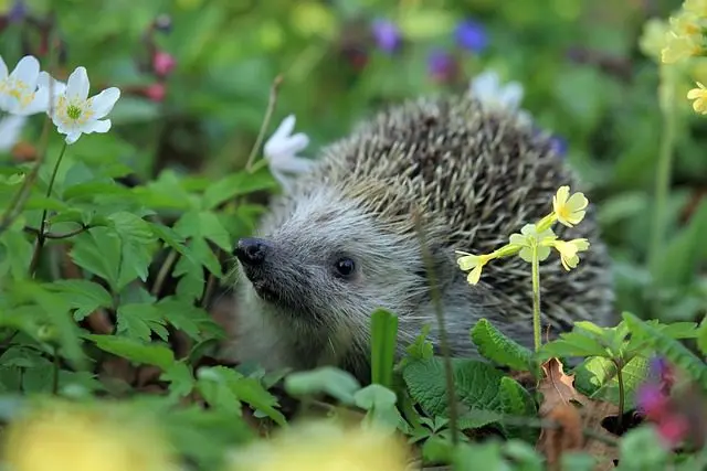 hedgehog slug predator