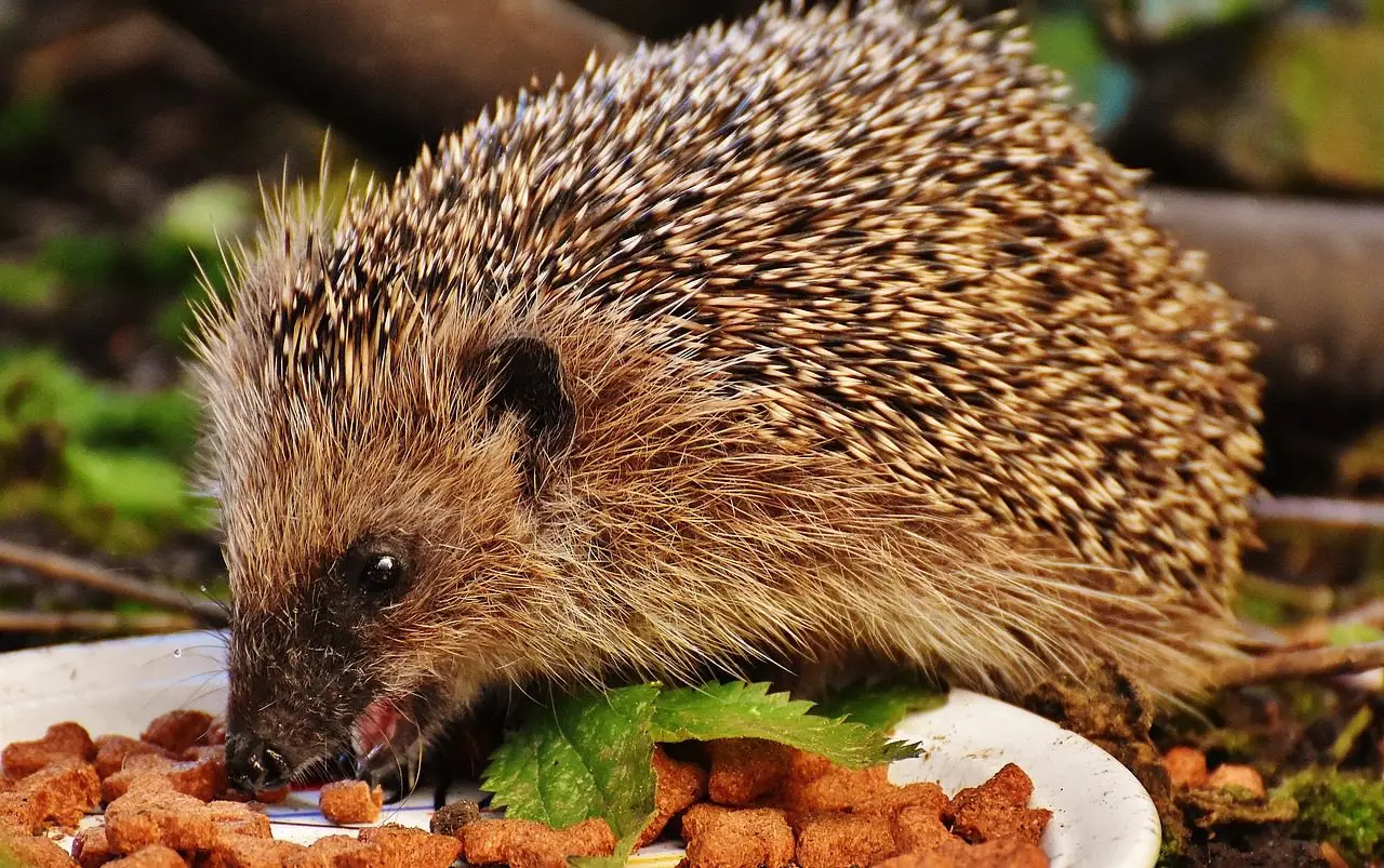 a hedgehog eats cat biscuits