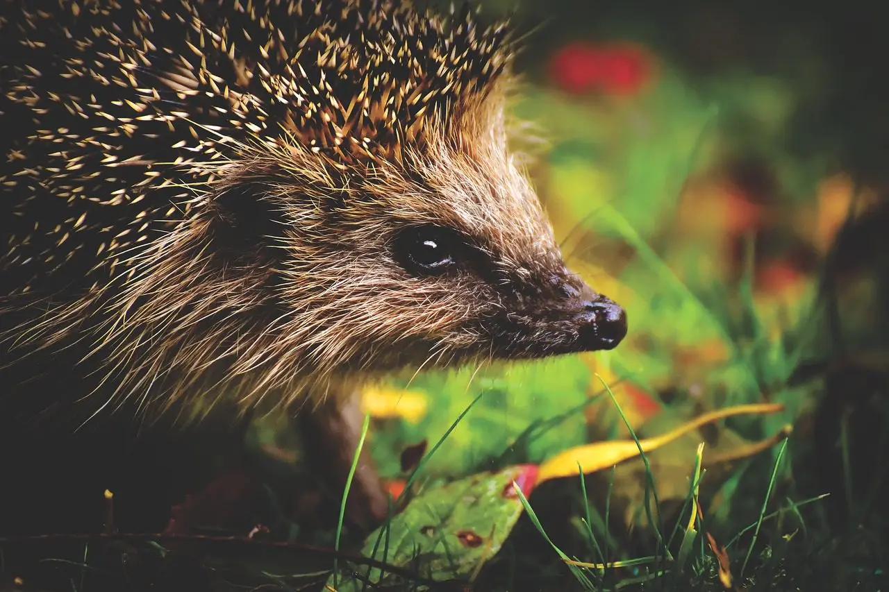 the hedgehog is a generalist predator of slugs