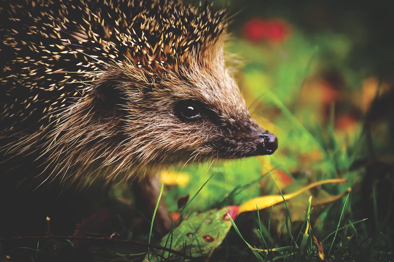 The hedgehog, a slug predator in the garden: should you feed it? How do you attract it to the garden?