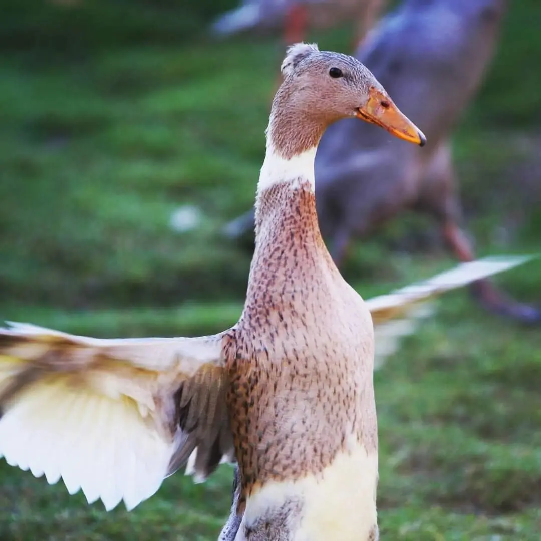 crested Indian Runner duck