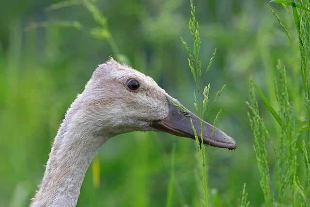 The art of protecting your Indian Runner ducks: a guide to the ideal shelter