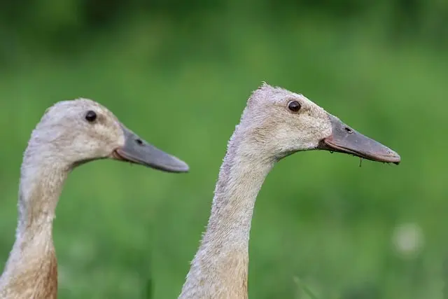 Indian Runner duck slugs