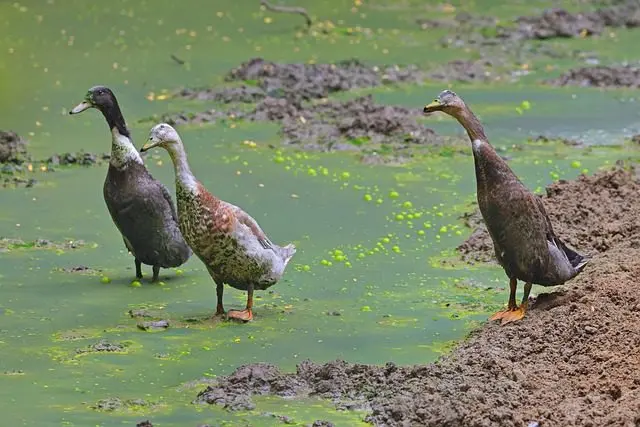 shelter for Indian Runner ducks