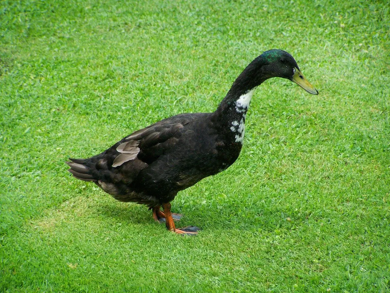 Indian runner duck against slugs
