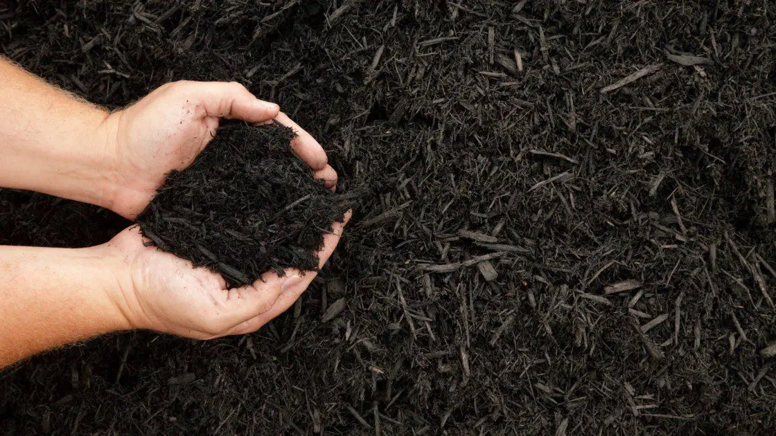 humus showing a soil with a healthy digestive system