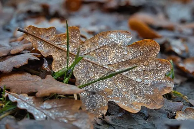 dead leaves provide shelter for white slugs