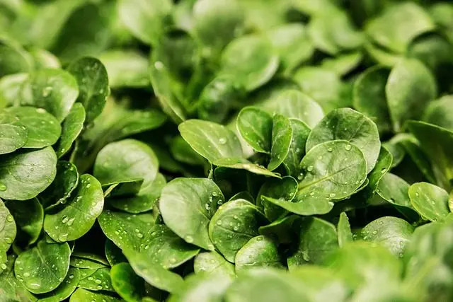 lamb's lettuce is a slug-repellent plant
