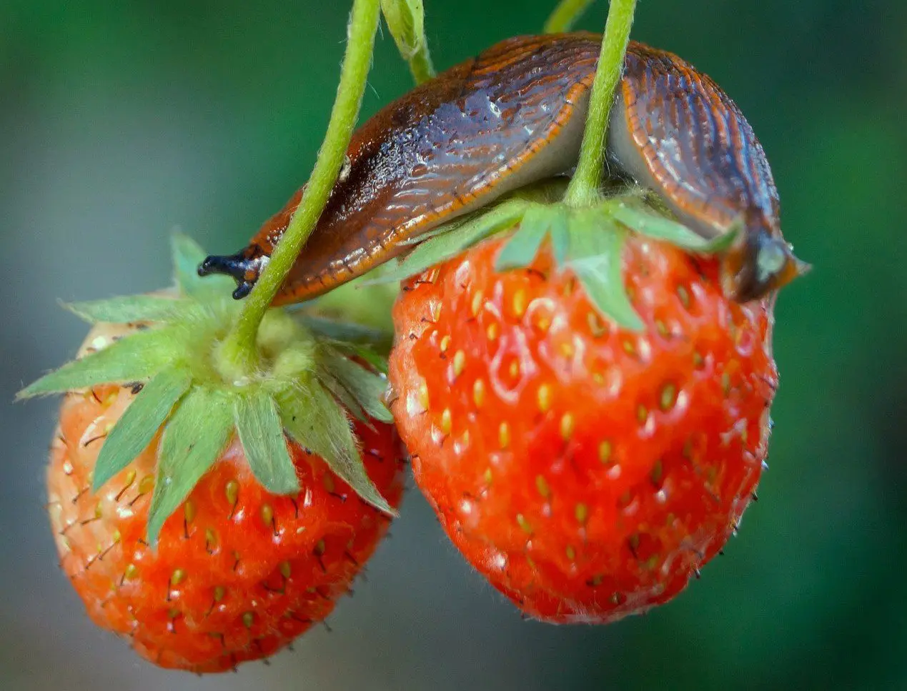 old wives' remedy against slugs on the strawberries