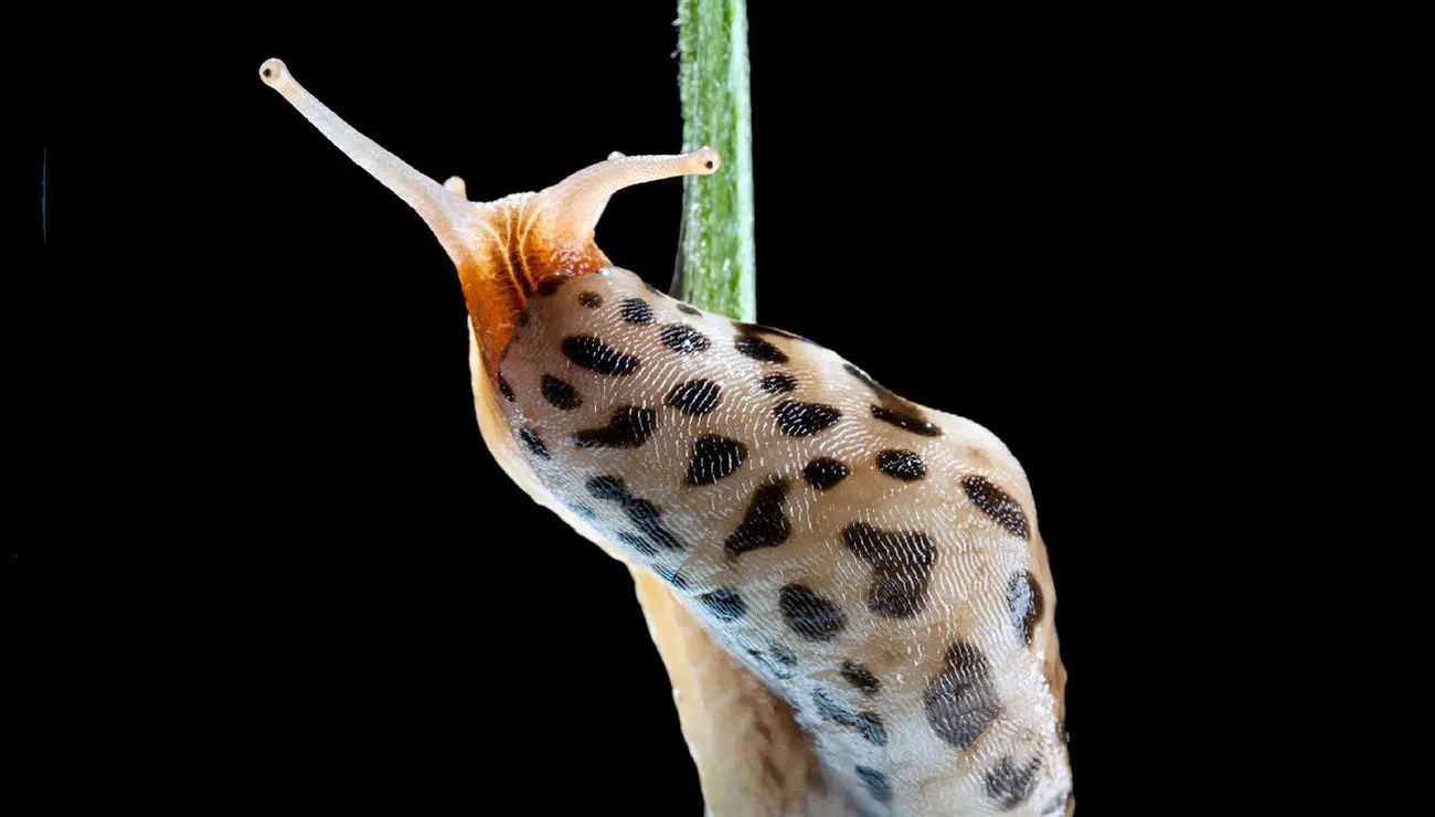 the leopard slug is a slug predator
