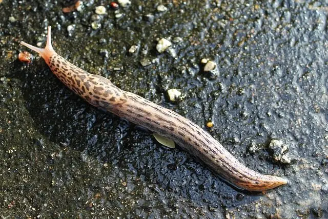 the leopard slug is a predator of slugs