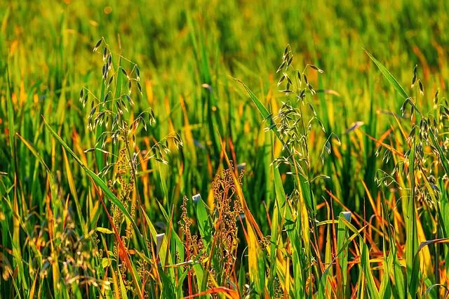 ground beetles eliminate weeds