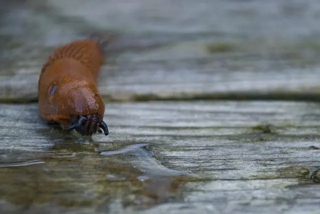 toxic red slug