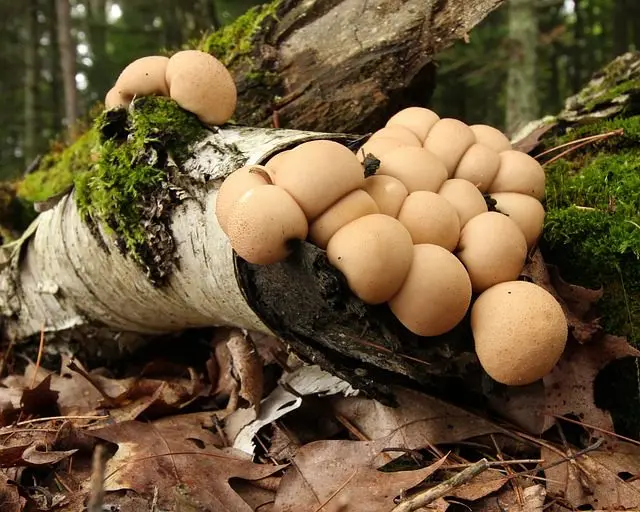 Fungi and slugs digesting RCW
