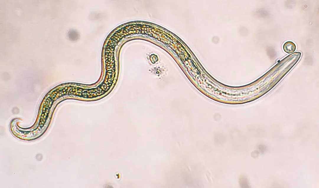 Photo of a natural nematode (ph) against slugs