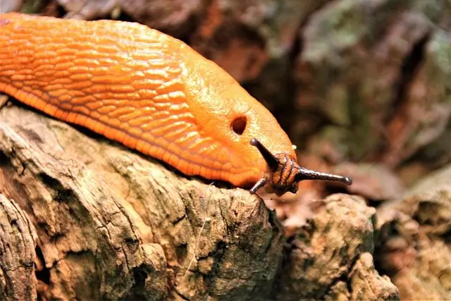 lifespan of the red slug arion rufus