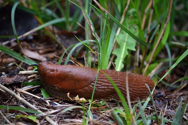 Here's how to stop slugs eating your plants: lettuces, courgettes, strawberries, tomatoes and other leaves.