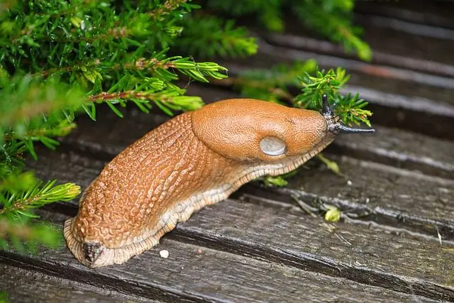 orange slug