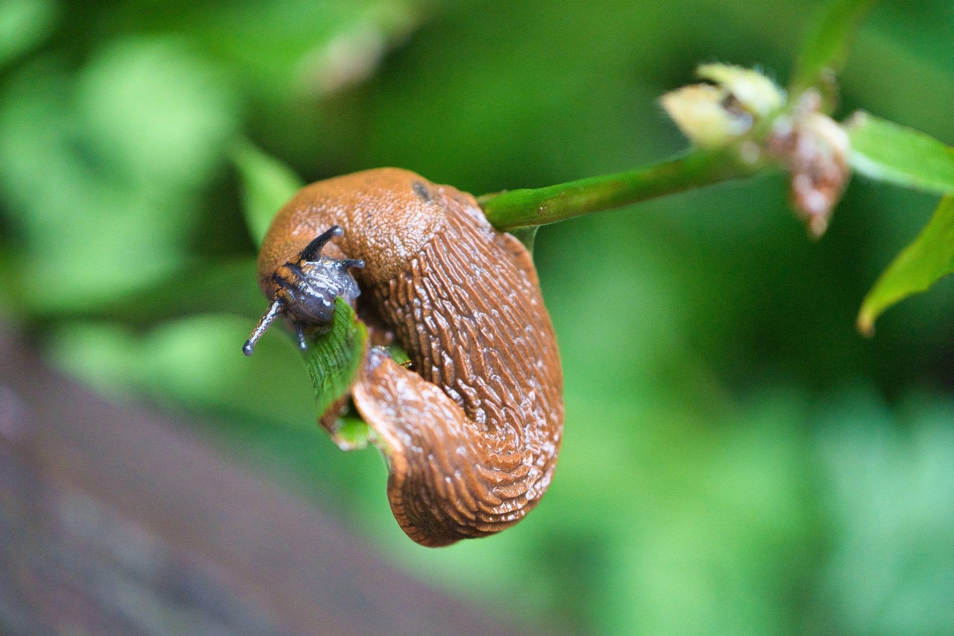 Where to find a slug control that is safe for animals?