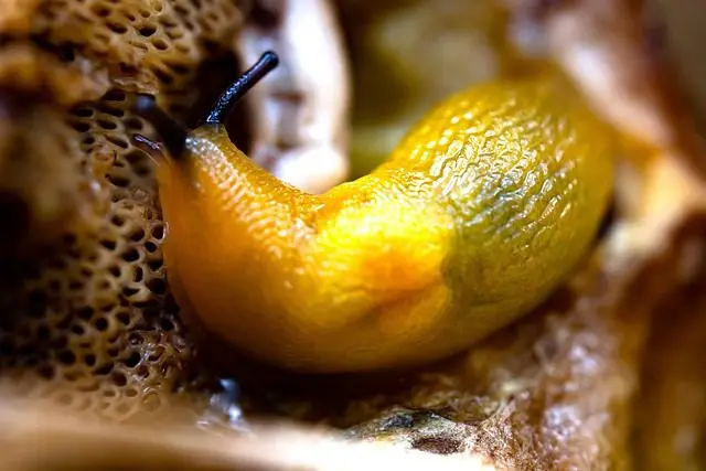 a young red slug
