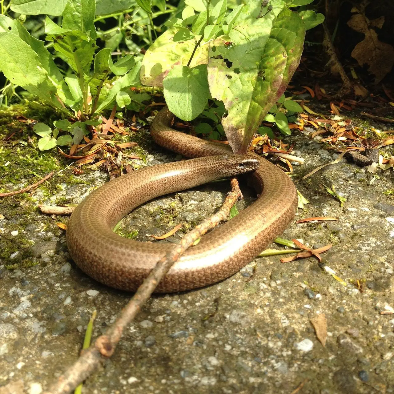 slow-worm, predator of slugs