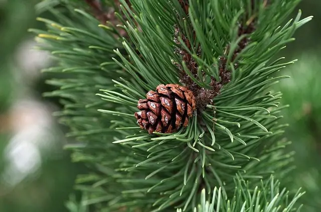 pine needles against slugs