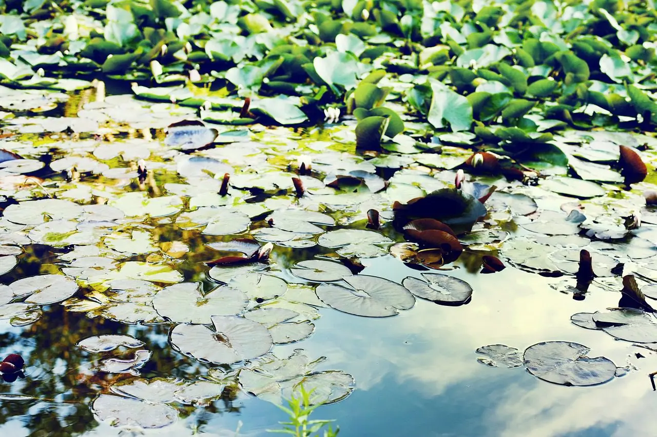 pondweed is a plant to put in a pond