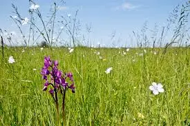 an unweeded garden of tall grasses