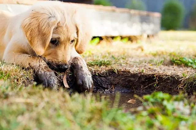 ferric phosphate slug pellets are dangerous for dogs