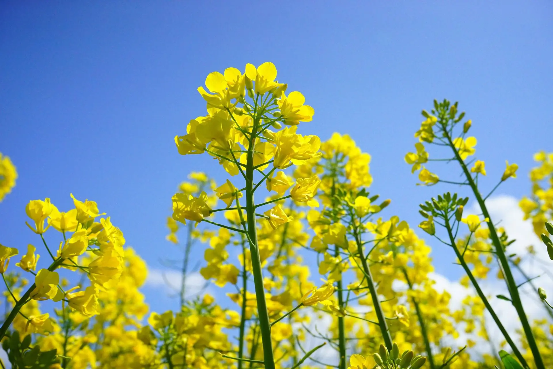 Mustard for a sacrificial bed