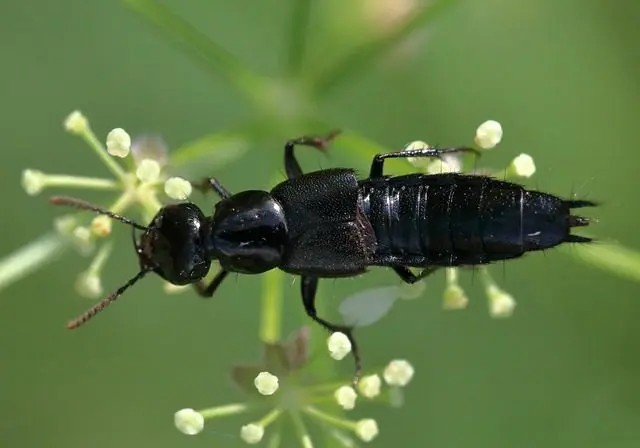 the rove beetle is a predator of slugs and snails