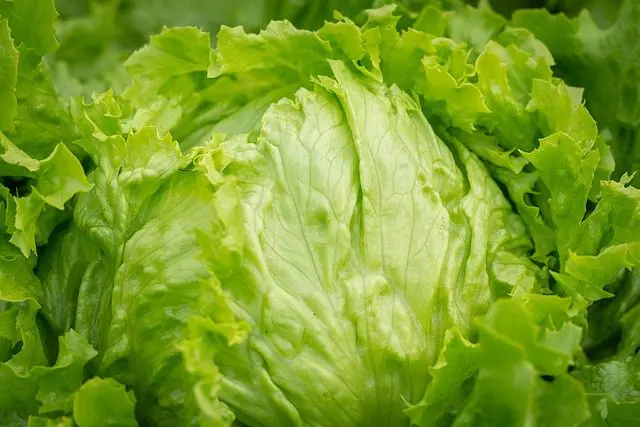Slugs love lettuces