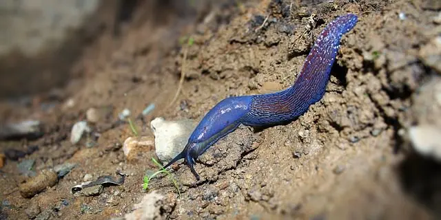 How to drive slugs away