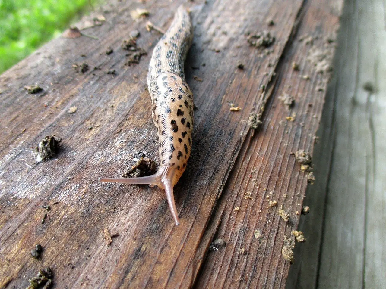 leopard slugs, natural predator