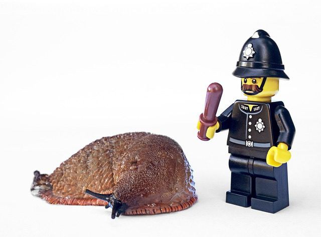 Tackling slugs: natural, effective solutions to protect your garden
