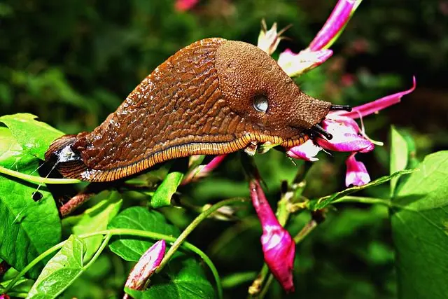 large slug