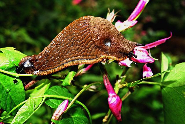 Is the big orange slug (Arion rufus) poisonous? Plus its features and how to manage it