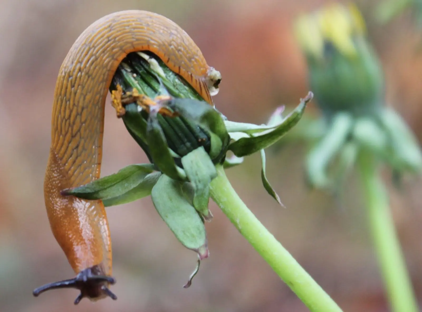 a slug eating a dandelion flower